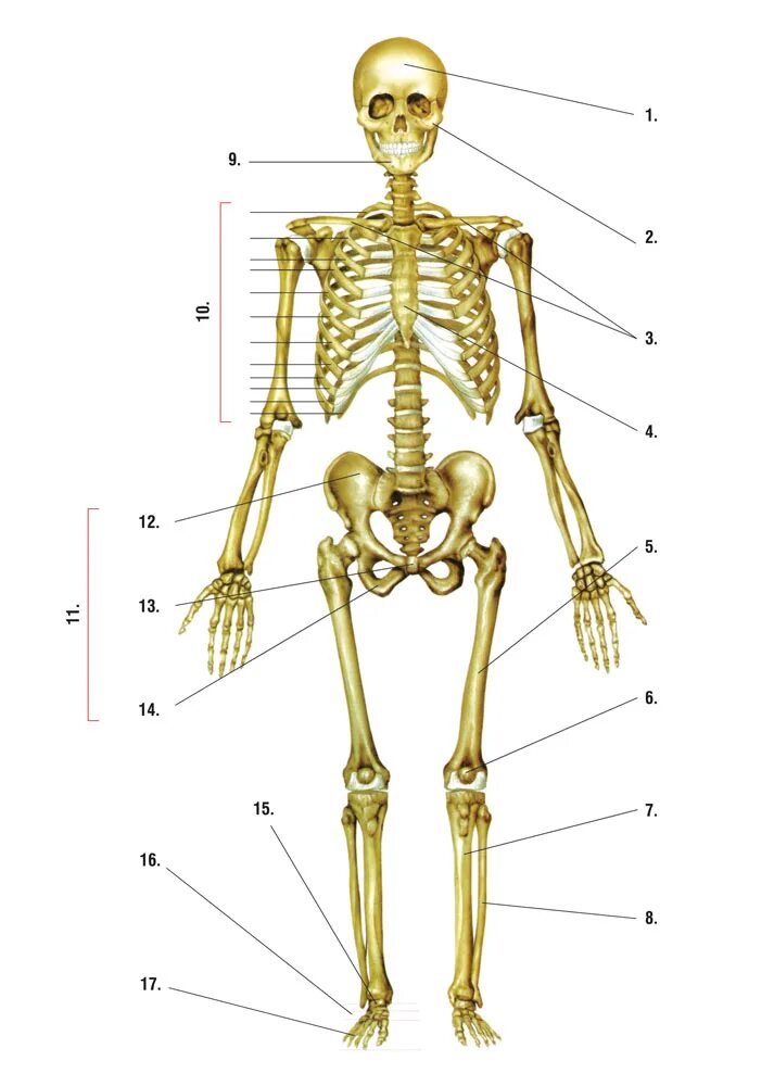 Скелет человека с названием костей. Анатомия человека кости скелета названия. Анатомия человека скеле.
