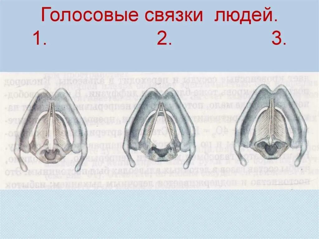 Голосовые связки рисунок. Голосовые связки у человека. Голосовые связки в зависимости от их состояния. Положение голосовых связок при разговоре