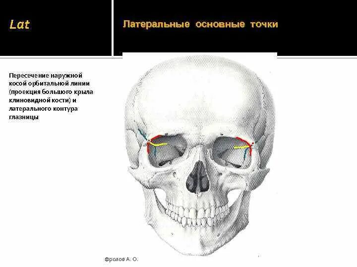 Pin by Pamela Buller on Anatomy Skull reference, Skull, Anatomy