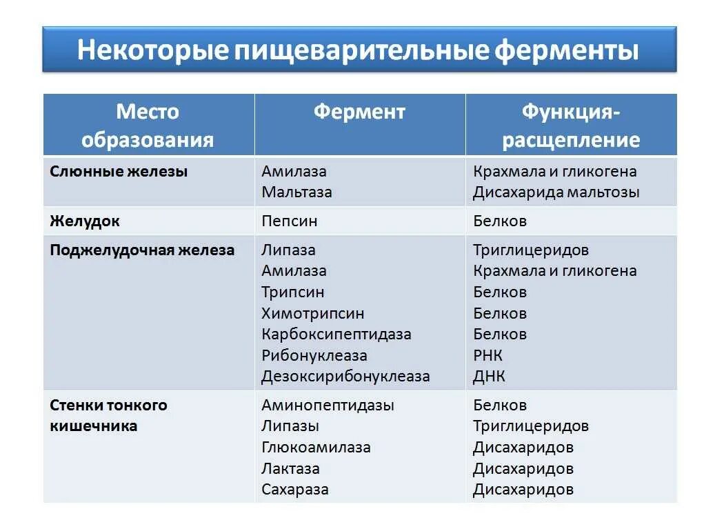 Ферменты пищеварительной системы человека таблица. Таблица пищеварение ферменты функции. Отделы пищеварительного тракта таблица ферменты. Функции пищеварительных ферментов.