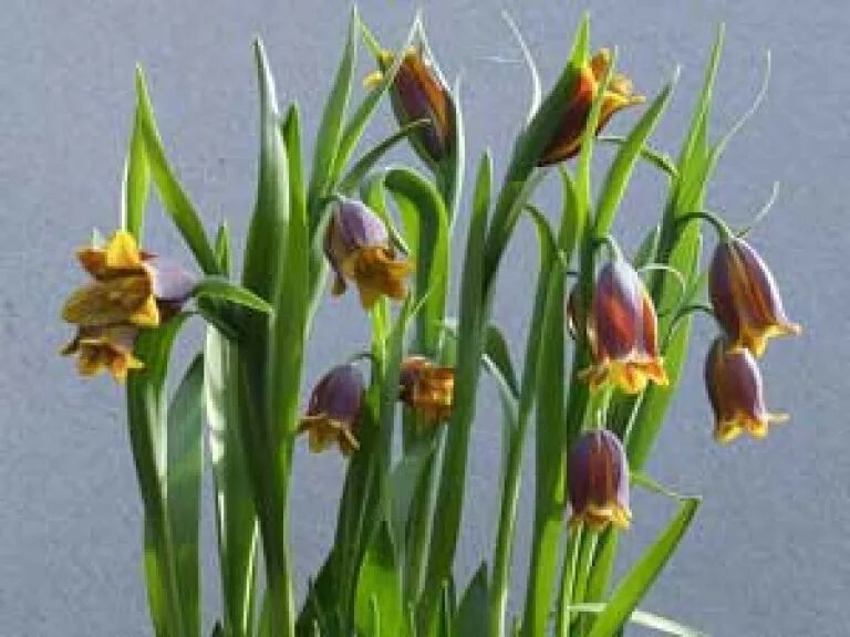 Ува вульпис. Фритиллярия ува вульпис. рябчик uva-vulpis. рябчик ува вульпис. рябчик лисьеягодный.