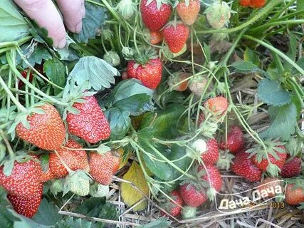 Клубника априка урожайность