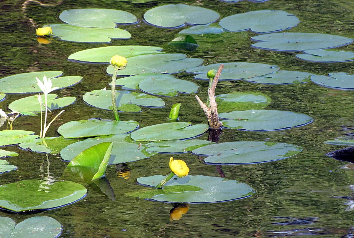 Желтые кувшинки плавали в стоячей воде егэ. Кувшинка желтая кубышка. Кубышка водные растения. Ряска болотная. Ряска болотная.
