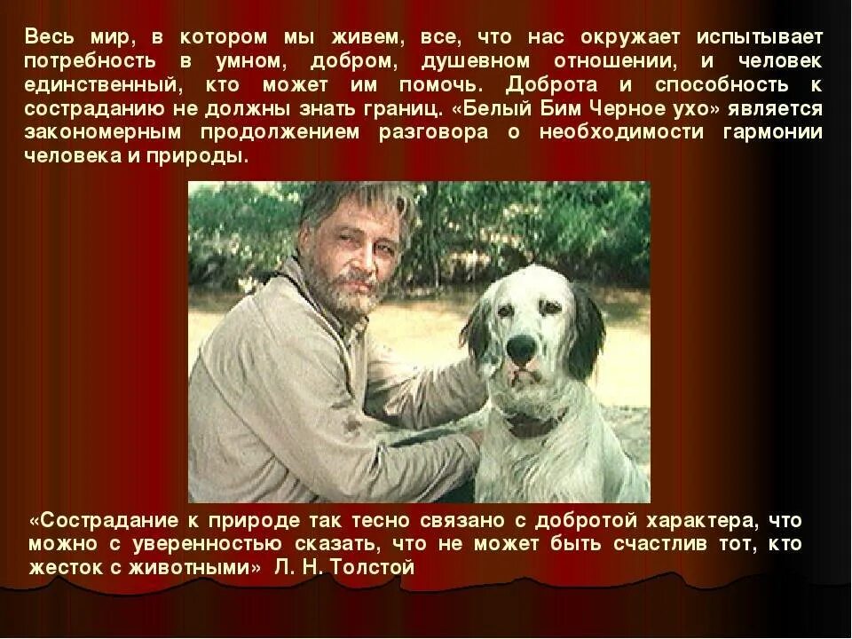 Рассказ белый бим краткое содержание. Троепольский белый бим черное ухо книга. белый бим черное ухо 1977.