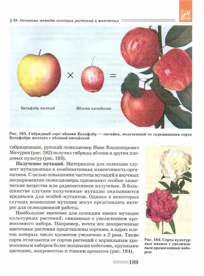 Петросова биология читать. Изменчивость яблони. Яблоня учебник биологии. Сорт это в биологии 9 класс. Сорта культурных растений яблоки.