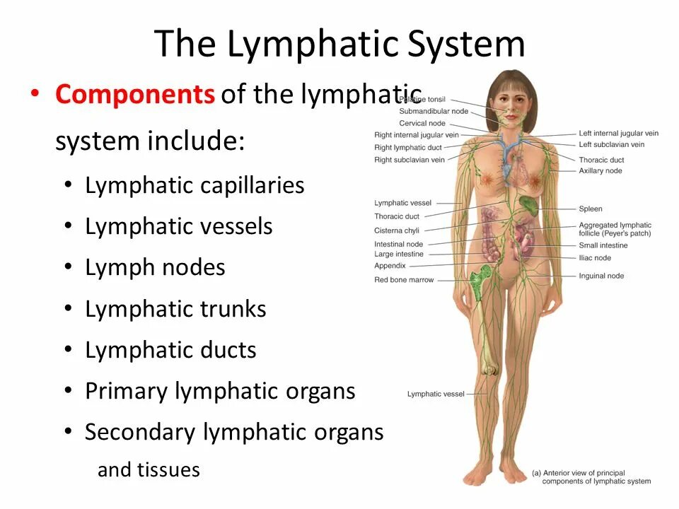 Primary system