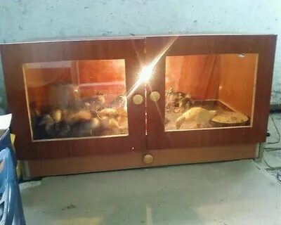 Брудеры для цыплят своими руками размеры