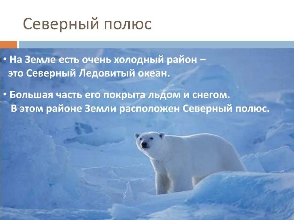 Что такое полюс. Животные холодных районов. Северный полюс доклад. Северный полюс презентация. Обитатели холодных районов земли.