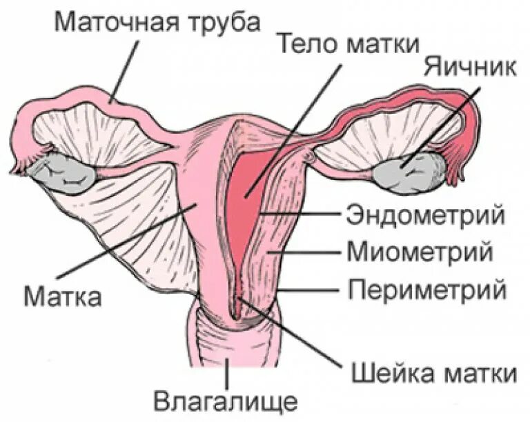 Женские половые органы трубы. Строение матки эндометрий миометрий. Строение шейки маточной трубы. Строение мышечного слоя матки. Перешеек маточной трубы анатомия.