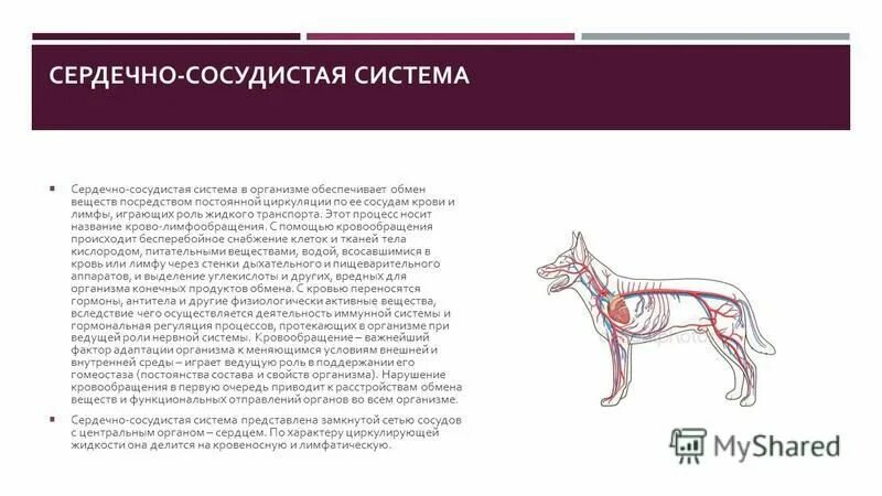 периоды развития бешенством у человека. основные симптомы бешенства у человека. периоды развития бешенства. профилактика бешенства у животных. происходящих в организме собаки в.