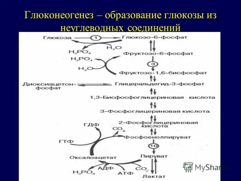 Превращение глюкозы в печени