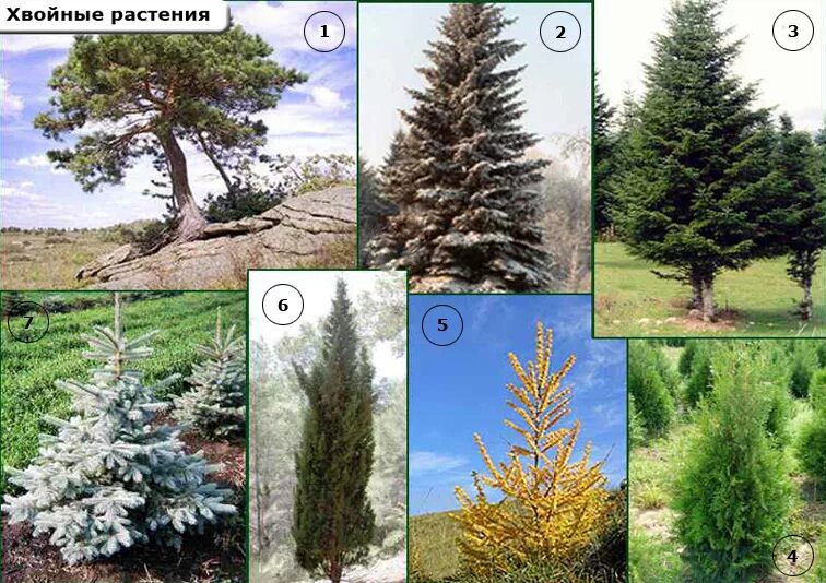 Растение хвойное conifer. Представители хвойных голосеменных. Голосеменные ель сосна пихта. Сосна сибирская кедровая, ель обыкновенная, пихта сибирская. Сосна представитель голосеменных растений.