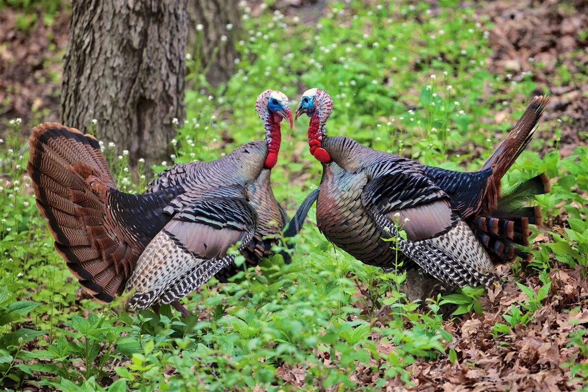 Дикий индюк. Дикие индюки Северной Америки. Wild Turkey индюк. Лесной индюк.