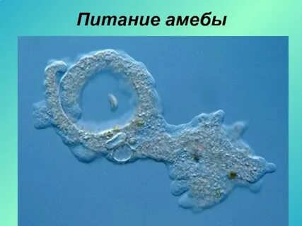 Питание амебы протей