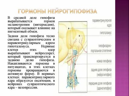 Нейрогипофиз гормоны