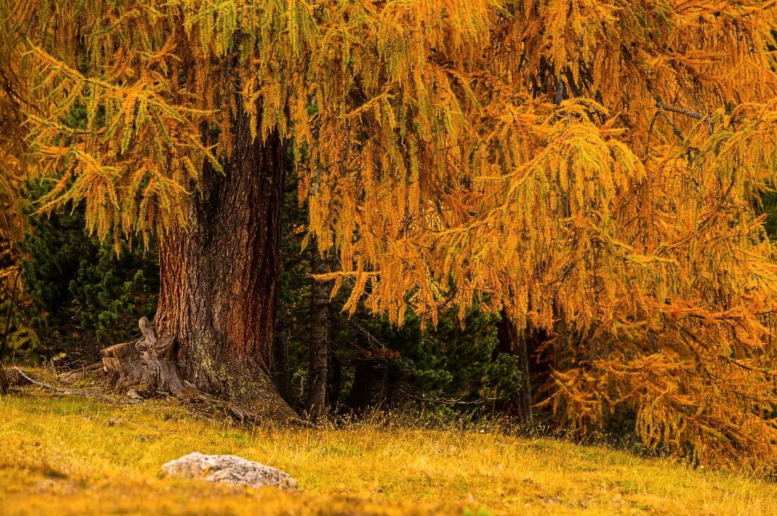 Лиственница сибирская пирамидальная. Под лиственницей. Лиственница гмелина. Планкен лиственница в интерьере. Лиственница европейская голосеменное.