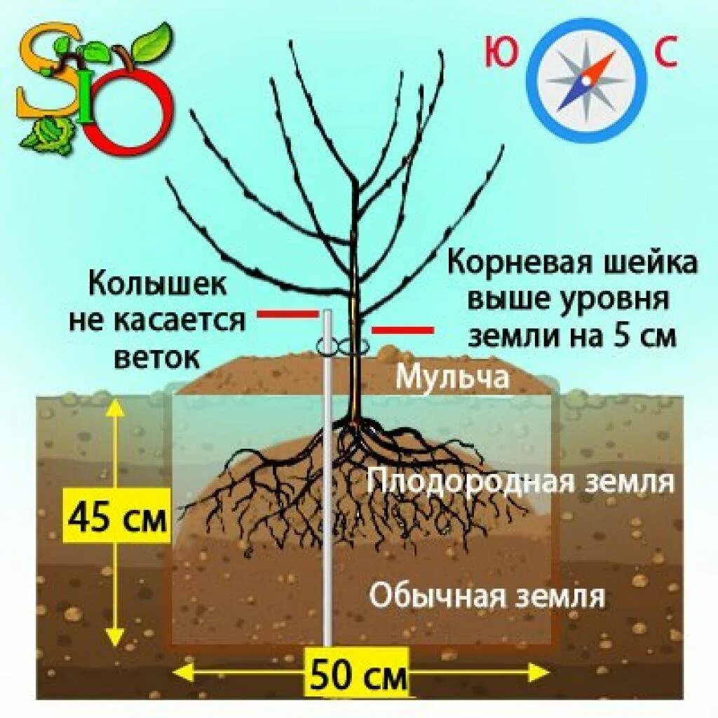 Можно посадить черешню. Посадка саженца черешни. Посадка черешни корневая шейка. Корневая шейка саженца вишни. Корневая шейка саженца черешни.