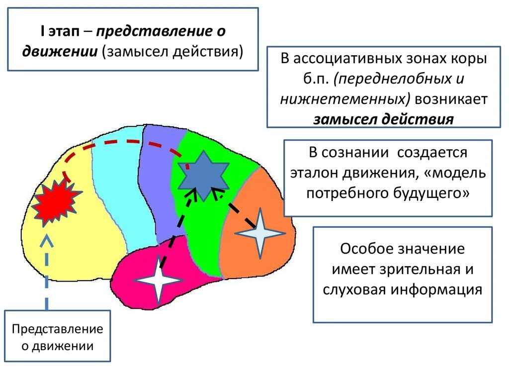 Ассоциативные зоны коры мозга. Ассоциативные зоны коры. Проекционные и ассоциативные зоны коры. Ассоциативная зона коры головного мозга. Ассоциативные корковые зоны.