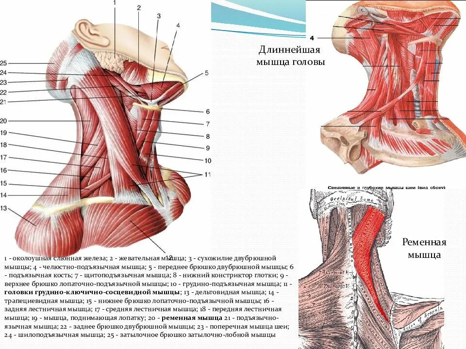 Передняя лестничная мышца анатомия. Передняя лестничная мышца шеи. Средняя лестничная мышца анатомия. Лестничные мышцы шеи.