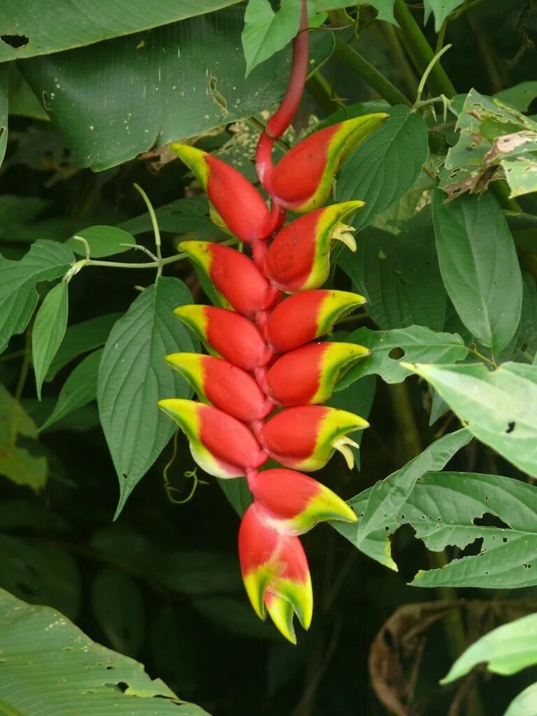 Rainforest plants. Амазонские джунгли растения. Чили Сельва тропические цветы. Тропические леса амазонки растения. Экзотические ядовитые растения.