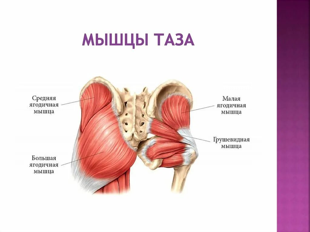 Грушевидная мышца тазового пояса. Большая ягодичная мышца анатомия. Мышцы большого таза. Мышцы большого таза. Мышцы тазового пояса внутренние мышцы таза.
