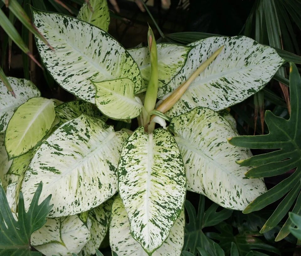 Название сортов диффенбахии. Диффенбахия Тропик Тики. Диффенбахия Tropical Tiki. Диффенбахия Ароидные.