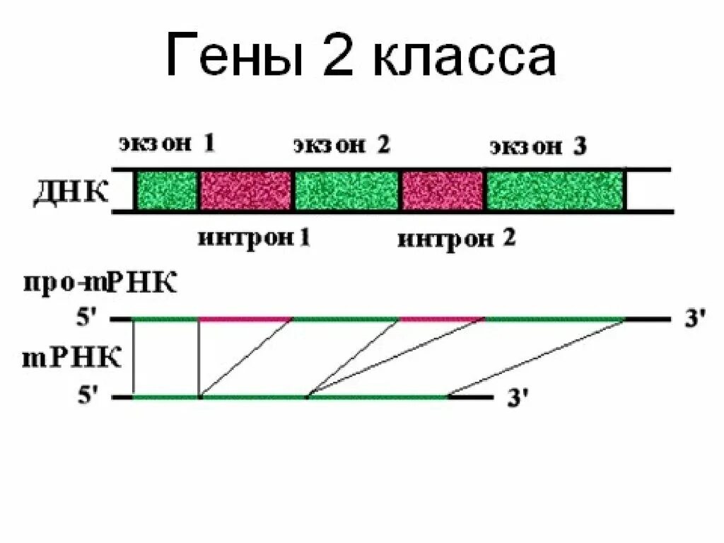 Экзоны у прокариот. Ген структура Гена. Общая схема Гена. Интроны у прокариот.