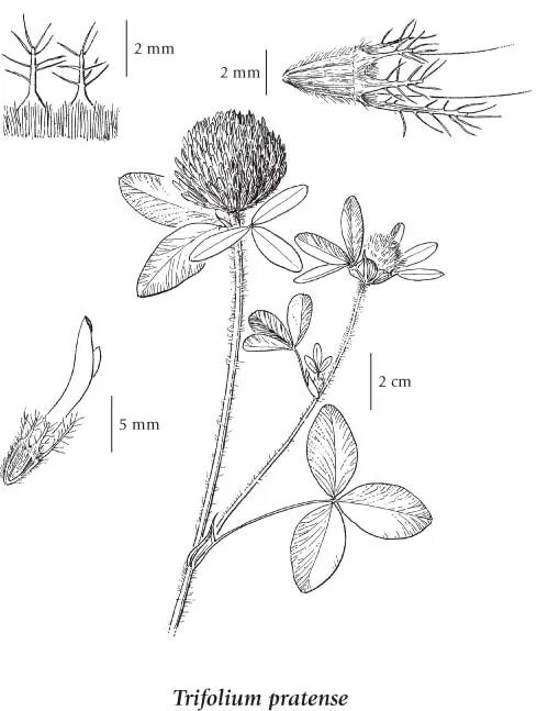 Строение цветка клевера. Клевер луговой тычинки. Строение цветка клевера. Строение цветка клевера. Клевер с прилистниками строение.