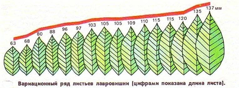 Размеры листьев. Норма реакции вариационная кривая. норма реакции модификационной изменчивости. норма реакции листьев лавровишни. норма реакции вариационный ряд.