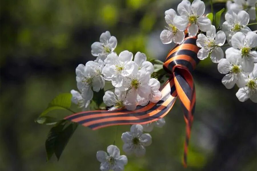Песня цветущий май. Георгиевская ленточка на цветущей яблоне. Георгиевская ленточка и цветы яблони.