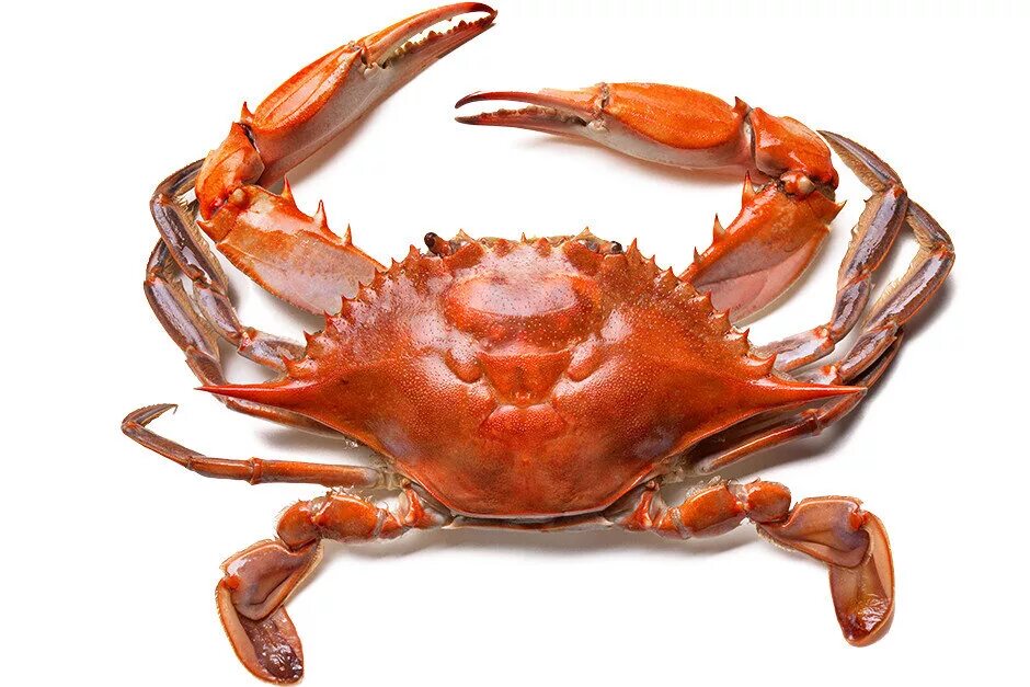 Разновидность крабов. Мадагаскарский краб. Разновидность крабов. Разновидность крабов. Разновидность крабов.