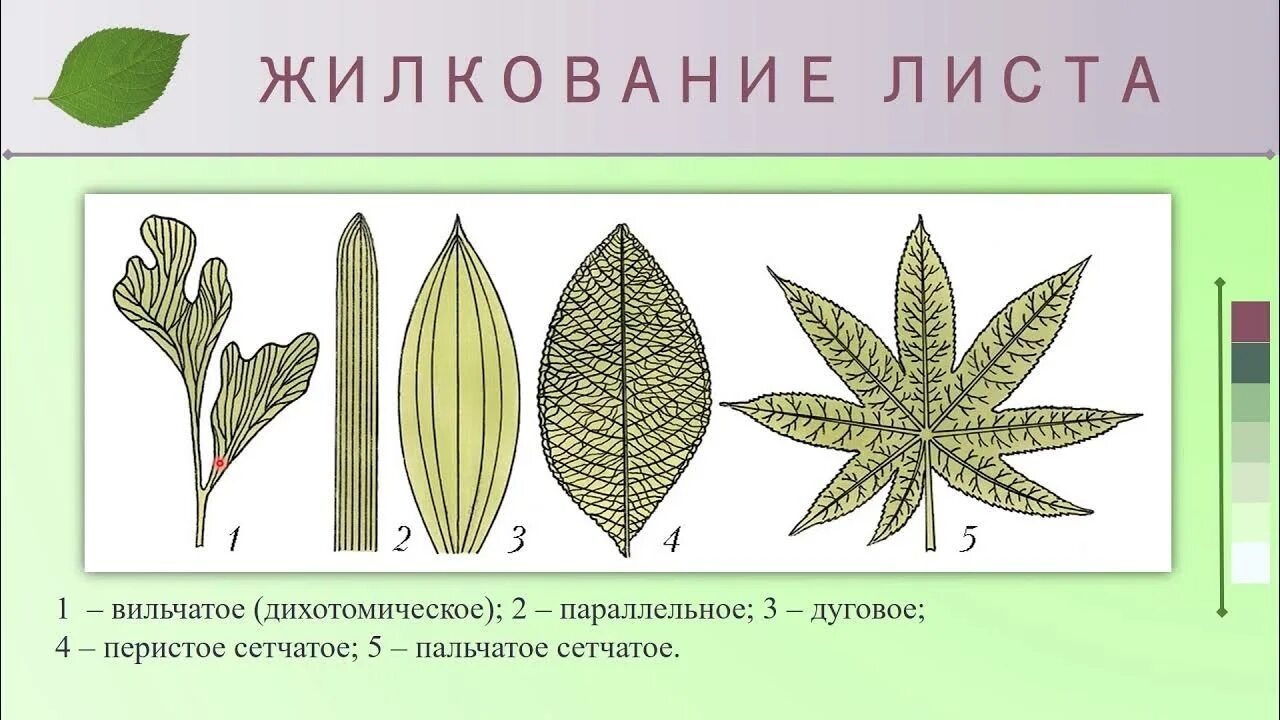 Пальчато сетчатые листья. Типы жилкования листа 6 класс. Строение листа Тип жилкования. Перисто краевое жилкование. Облепиха жилкование листа.