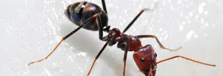 Муравей спит. Муравьи дома. К чему снятся муравьи. Муравьиная матка с крыльями. Увидеть во сне муравьев.