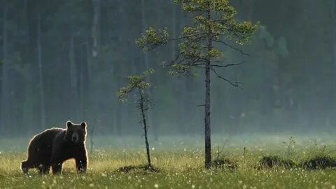 Wildlife wonderland