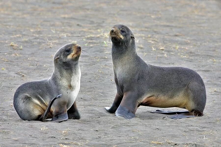 северный котик. северный котик. кергеленский морской котик. северный морской котик (callorhinus ursinus). северный котик.