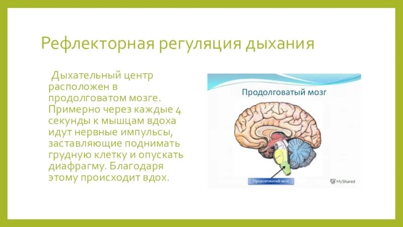 Центр дыхания расположен в продолговатом мозге. Дыхательный рефлекс отдел мозга. Дыхательный центр продолговатого мозга. Дыхательный центр расположен в продолговатом. Кашлевой рефлекс какой отдел мозга