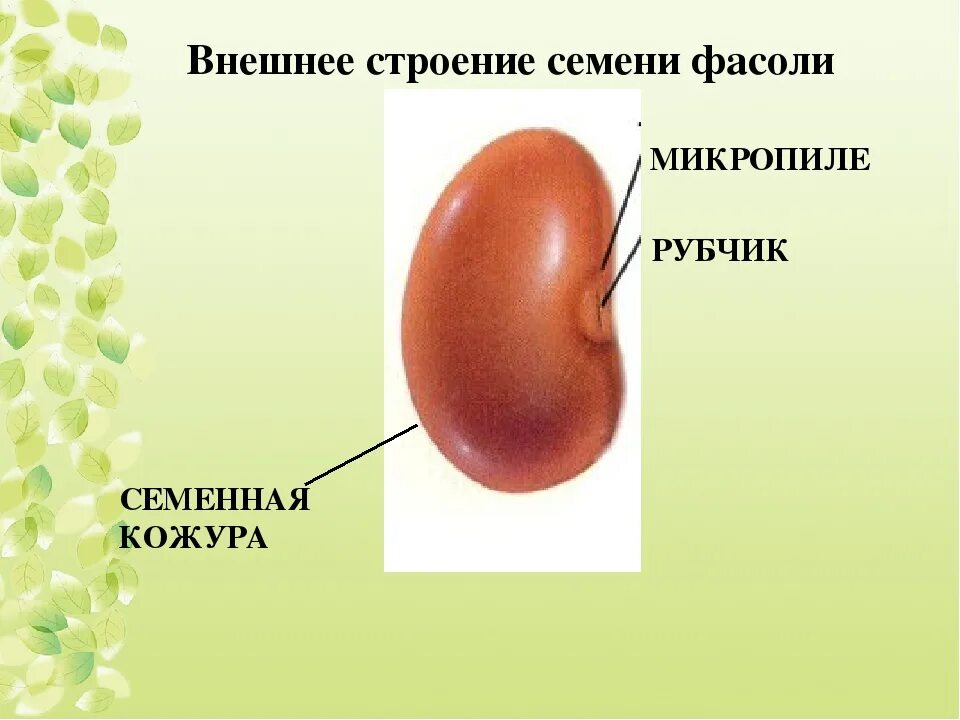 Семя внешнее и внутреннее строение. Строение семени фасоли рубчик. Рубчик и микропиле у фасоли. Внешнее строение семени. Внешнее строение фасоли.