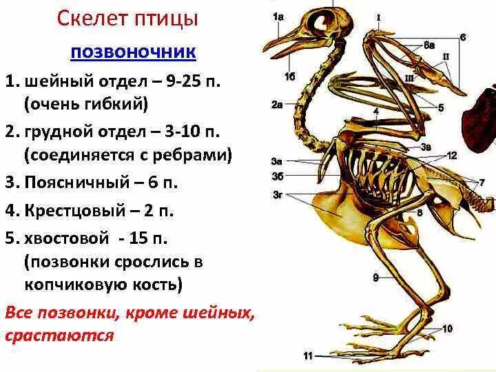 Какие особенности строения скелета птиц не связаны. Скелет птицы отделы позвоночника. Скелет птицы позвоночник. Кости позвоночника скелета птицы. Скелет птицы строение позвоночника.