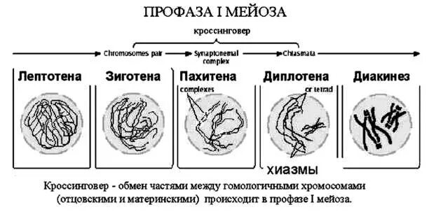 Мейоз лептотена зиготена пахитена диплотена диакинез таблица. Профаза лептотена. Профаза 1 мейоза рисунок хиазмы и кроссинговер. Стадии профазы 1 мейоза.