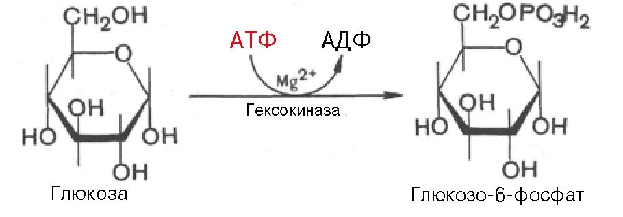 Атф глюкоза адф. Превращение Глюкозы в глюкозо-6-фосфат. Глюкоза в глюкозо 6 фосфат. Реакция превращения Глюкозы в глюкозо-6-фосфат. Реакции превращения Глюкозы в глюкозу - 6 фосфат.