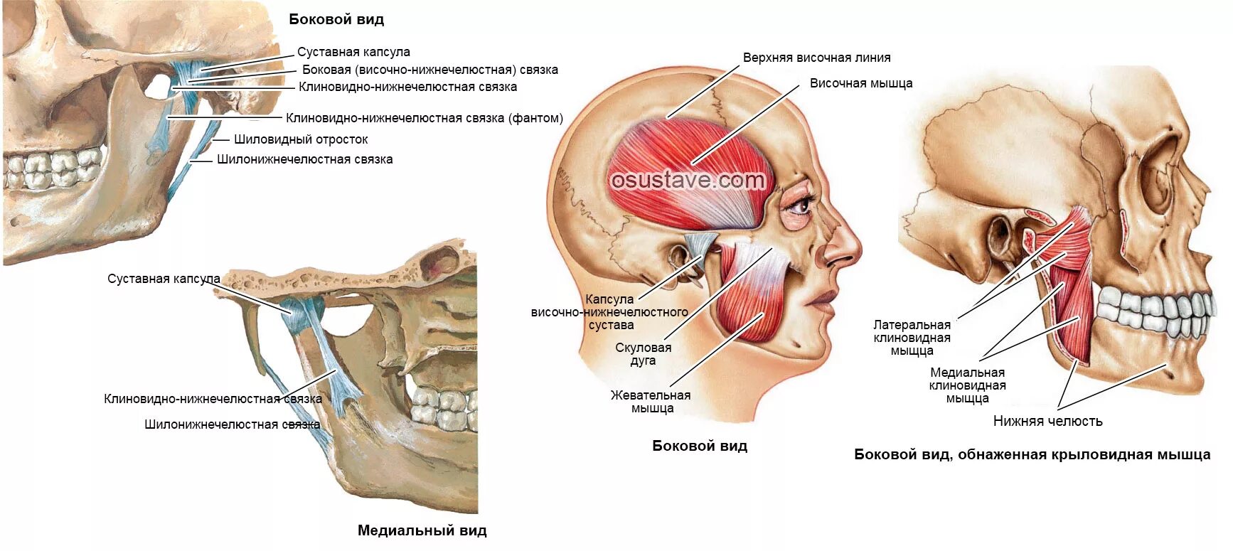 Внчс уха. Строение ВНЧС связки и мышцы. Анатомическое строение височно-нижнечелюстного сустава (ВНЧС).. Основочелюстная связка ВНЧС. Связочный аппарат ВНЧС.
