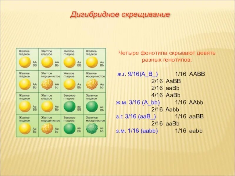 Скрещивание генотипов аавв и аавв. Менделя дигибридное. дигибридное скрещивание пеннета. решетка пеннета дигибридное скрещивание задачи. таблица по биологии 9 класс дигибридное скрещивание.