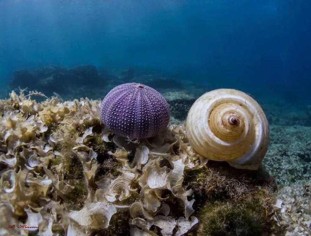 Из чего может быть морским