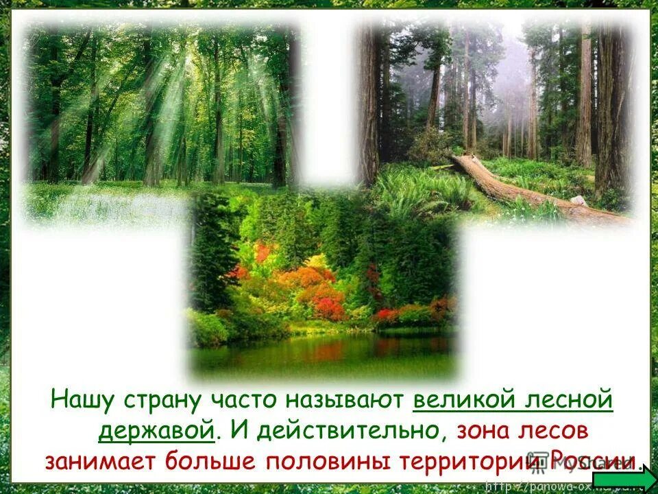 почему россию называют лесной державой. леса часто называют. презентация на тему лес. самую большую территорию в зоне лесов занимает. название непроходимого леса.