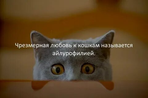 Поразить факт