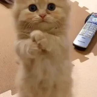 Кота плиз