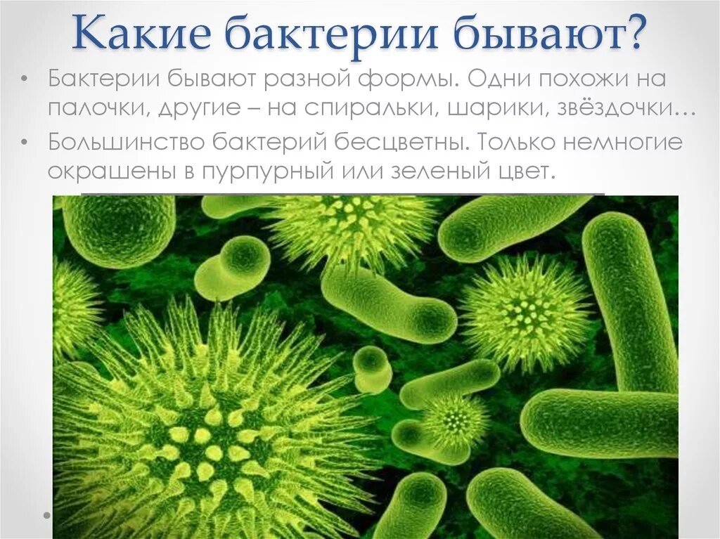 Проект бактерии в природе и жизни человека. Микроорганизмы и их названия. Виды микроорганизмов. Презентация бактерий в жизни человека
