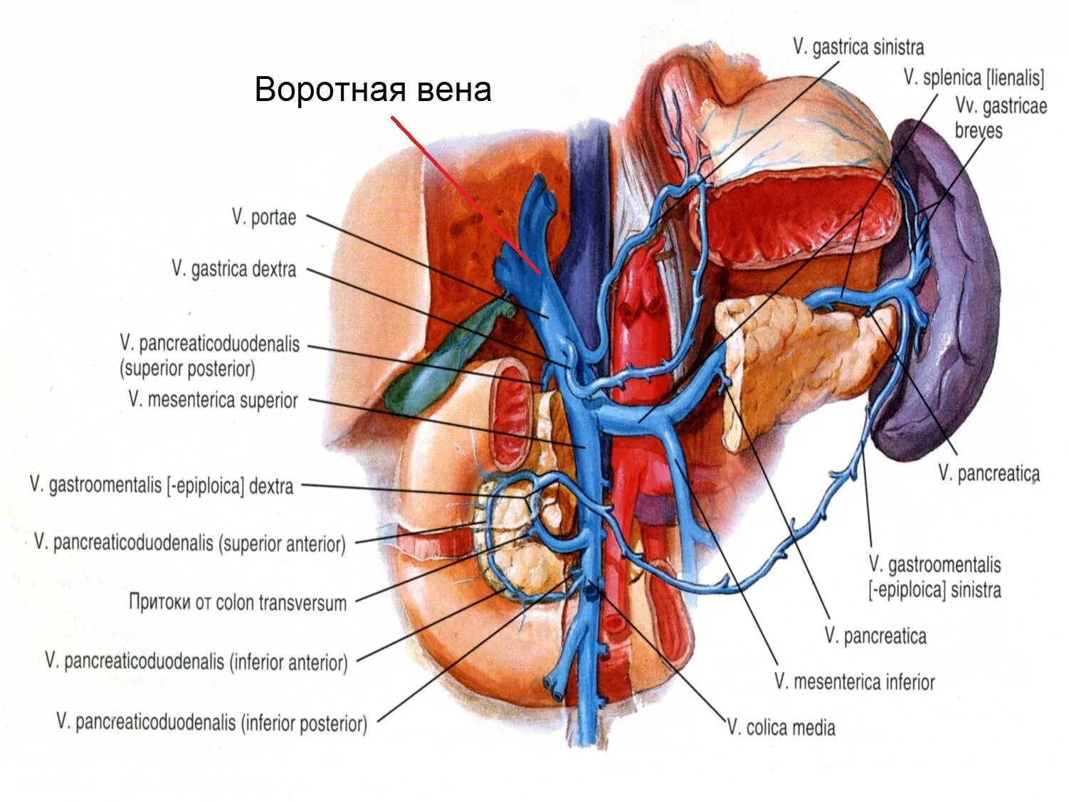 Воротная Вена печени анатомия. Портальная Вена анатомия печени. Селезеночная Вега анатомия. Кровоснабжение печени анатомия воротная Вена.