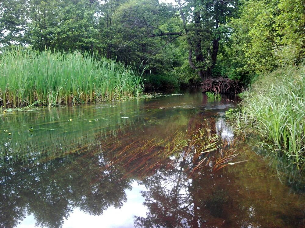 клинцы. жеча стародубского округа. жеча стародубский район. жеча брянская область. жеча брянская область.
