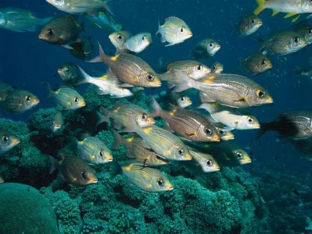 Прилегающее море